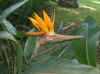 teneriffa 11.jpg (338864 Byte)